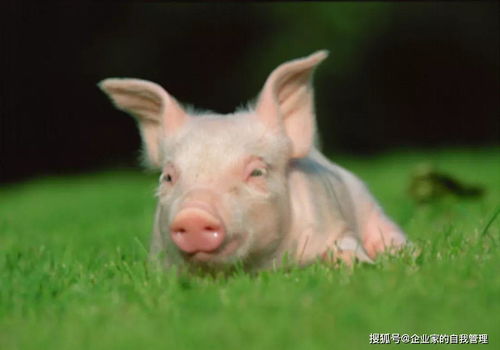 1971屬豬的人適合樓層