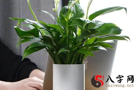 辦公室植物風水擺設