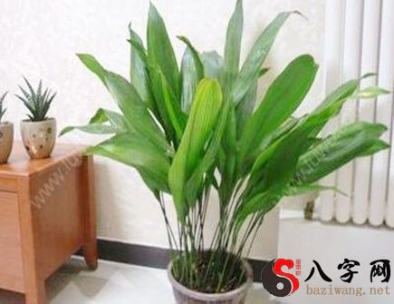 客廳進門處擺放什麼植物好