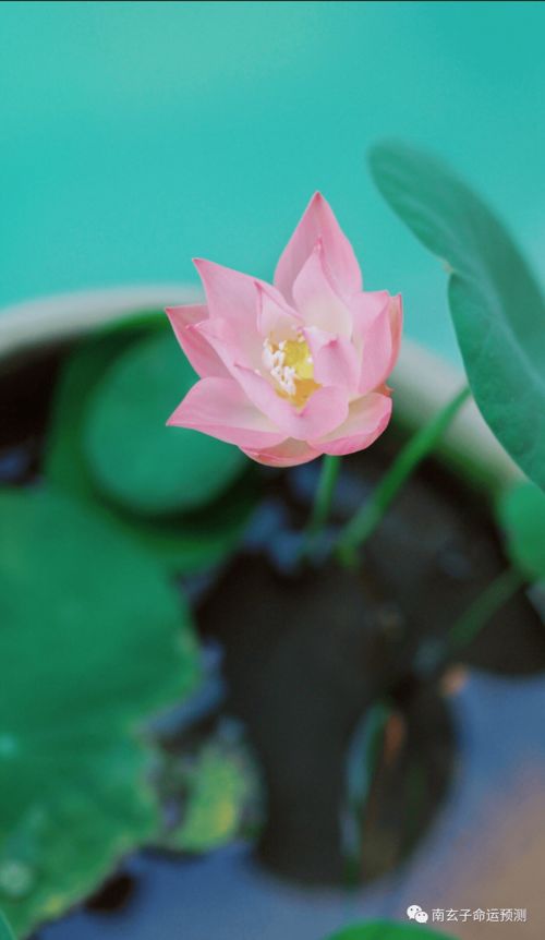 什麼八字是水旺