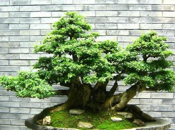家裏適合放榕樹嗎風水好嗎