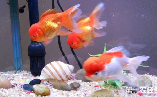 家庭養魚風水有哪些講究