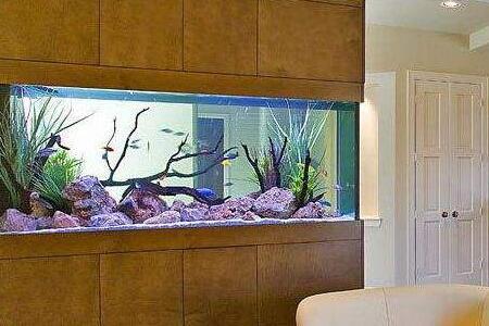 家中魚缸風水讓你財運有餘