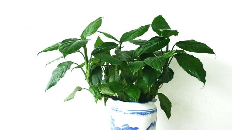 萬年青擺放風水禁忌 家庭植物風水選擇