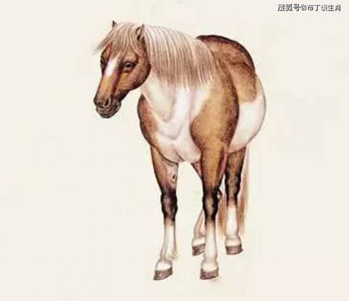 屬馬的八字是什麼生肖