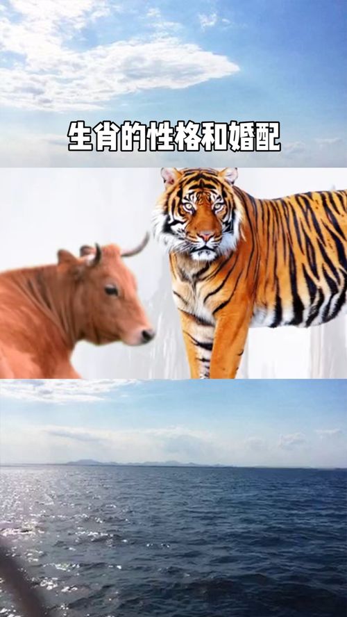 屬虎和屬牛八字合嗎