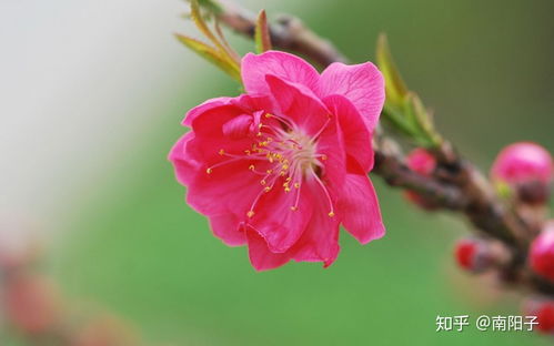 八字的桃花是什麼生肖