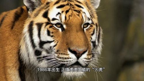 1986年的屬虎的.是什麼命?