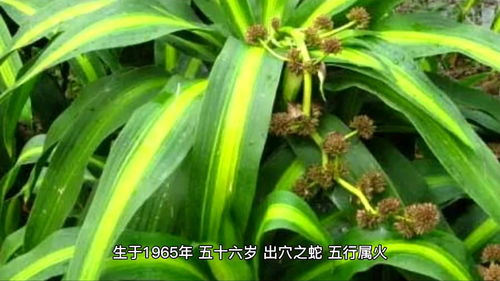 1965年屬蛇人運程
