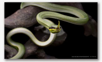 89年屬蛇的屬相婚配表