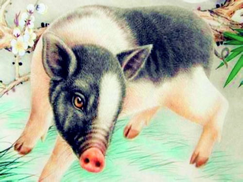 88屬龍和95屬豬相配嗎