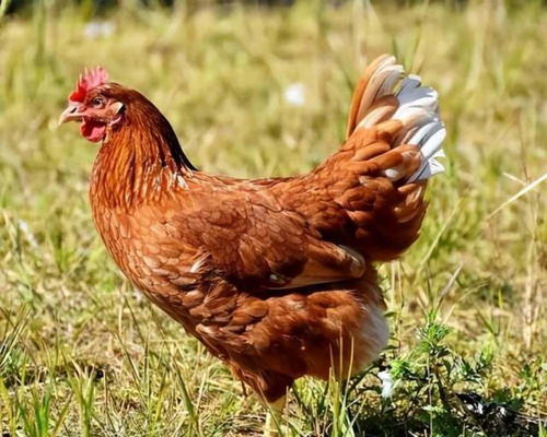 1993年屬雞和1988年屬龍相配嗎