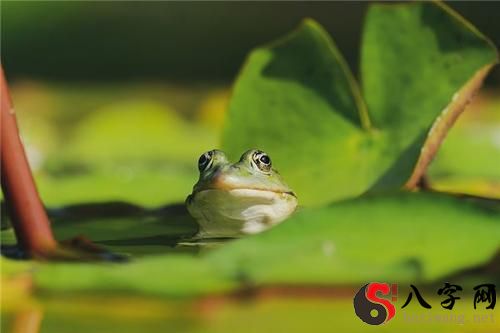 夢見墳上趴青蛙