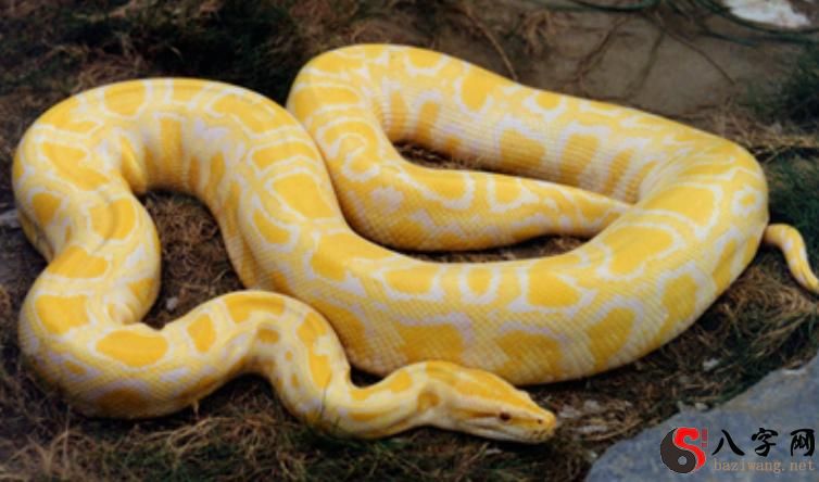 夢見一條大蟒蛇