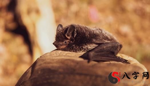 夢見被蝙蝠咬