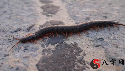 夢見被蜈蚣咬手