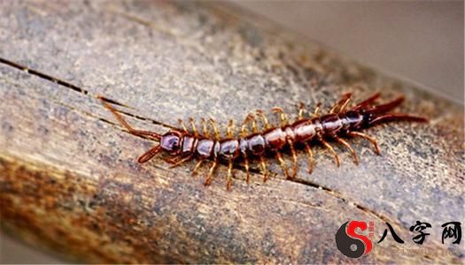 夢見會飛的蜈蚣