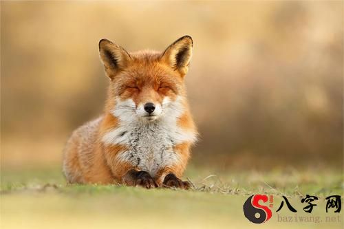 夢見可愛的小狐狸