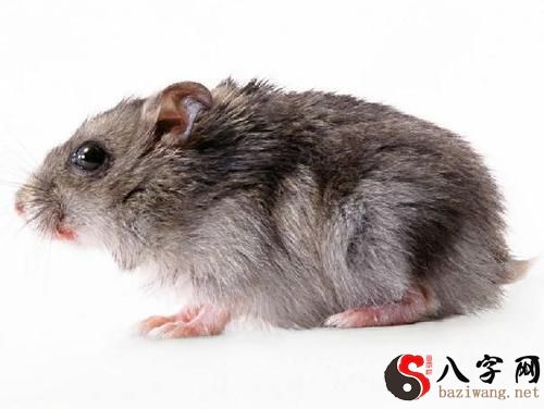 夢見弄死了一隻超大的老鼠