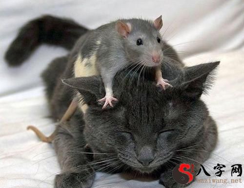 夢見老鼠咬我屁股