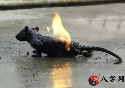 夢見老鼠被火烤
