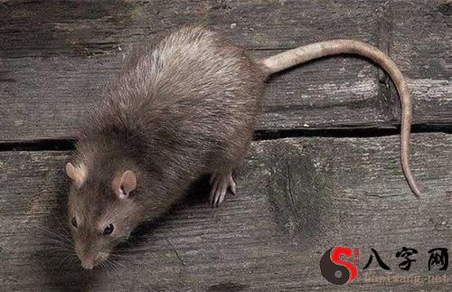 夢見老鼠吃東西