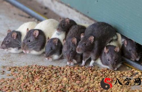 夢見很多小老鼠