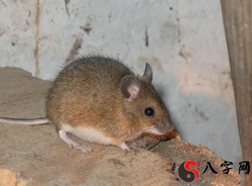 夢見老鼠爬滿牀