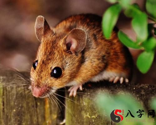 夢見好多小老鼠