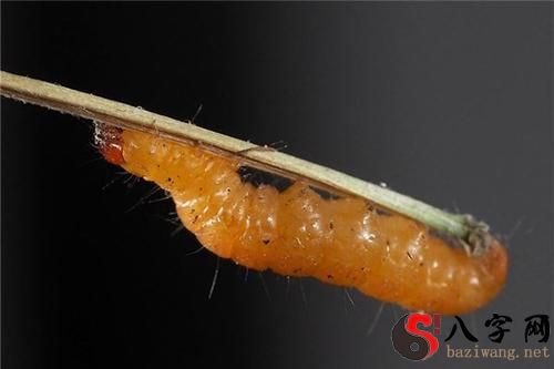 夢見自己手上長蛆