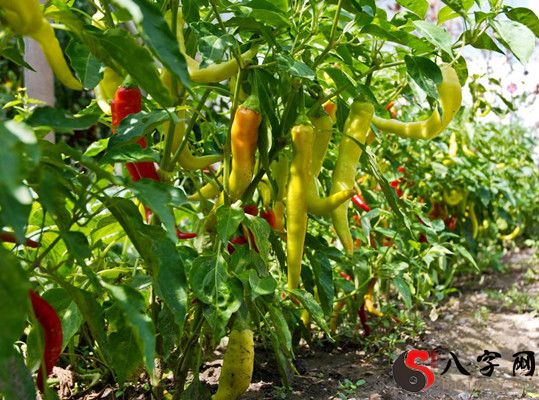 夢見辣椒樹