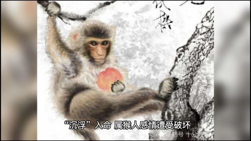 屬猴人今年的運氣和財運