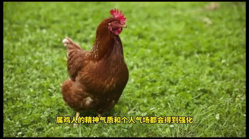 屬雞6月份運勢2023