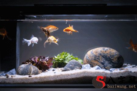 風水魚缸的擺放位置講究