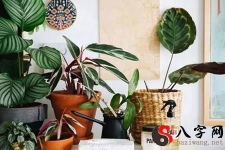 家居風水植物有哪些