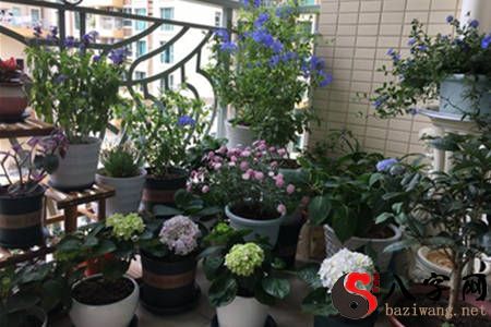 陽臺種什麼植物風水不好